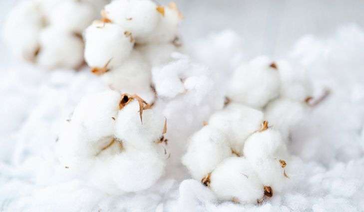 cotton